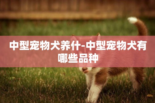 中型宠物犬养什-中型宠物犬有哪些品种